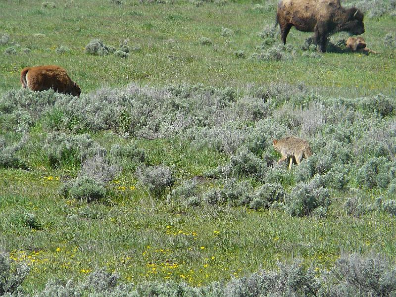 Coyote and bison.jpg - This coyote seems to have high hopes.  He is in the middle of the bison herd.  They don't seem very worried.